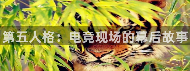 雷火电竞合法吗：第五人格：电竞现场的幕后故事