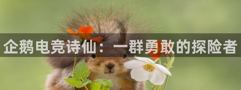 雷火电竞体育：企鹅电竞诗仙：一群勇敢的探险者