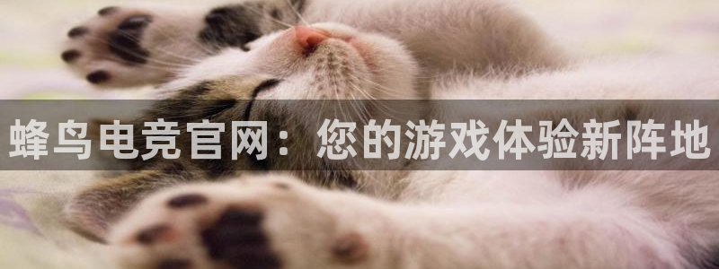 雷火电竞app最新版下载：蜂鸟电竞官网：您的游戏体验新阵地